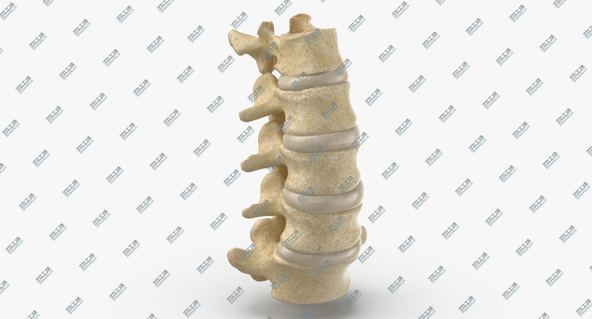 images/goods_img/202105071/Real Human Lumbar Vertebrae L1 to L5 Bones With Intervertibral Disks 01 model/1.jpg